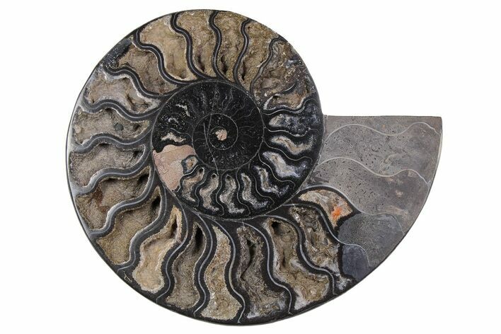 Cut & Polished Ammonite Fossil (Half) - Unusual Black Color #256307